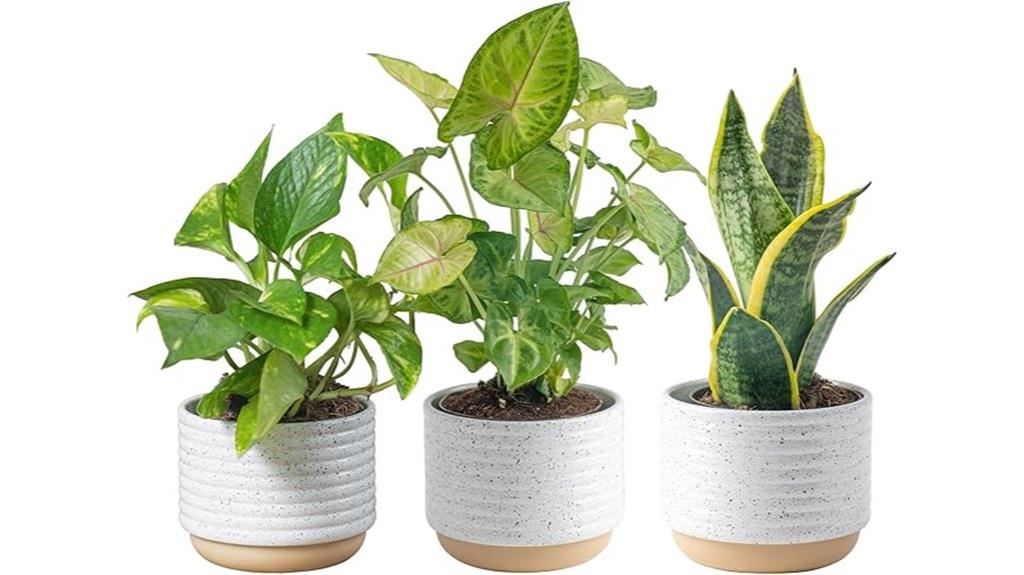 indoor plant pack