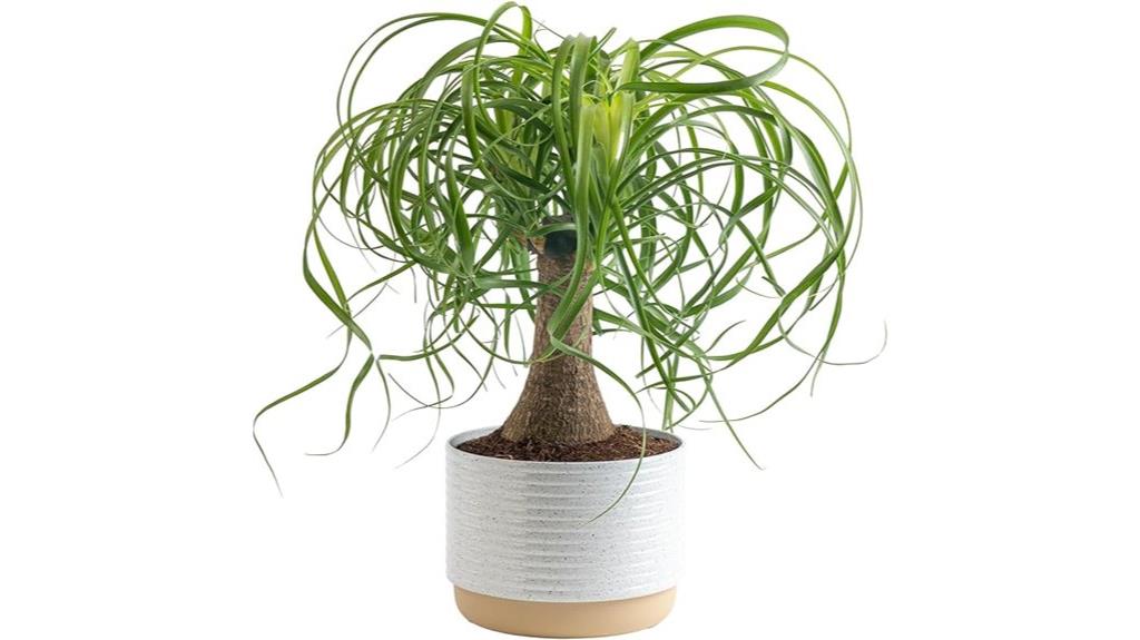 indoor ponytail palm