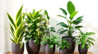 top air purifying indoor plants