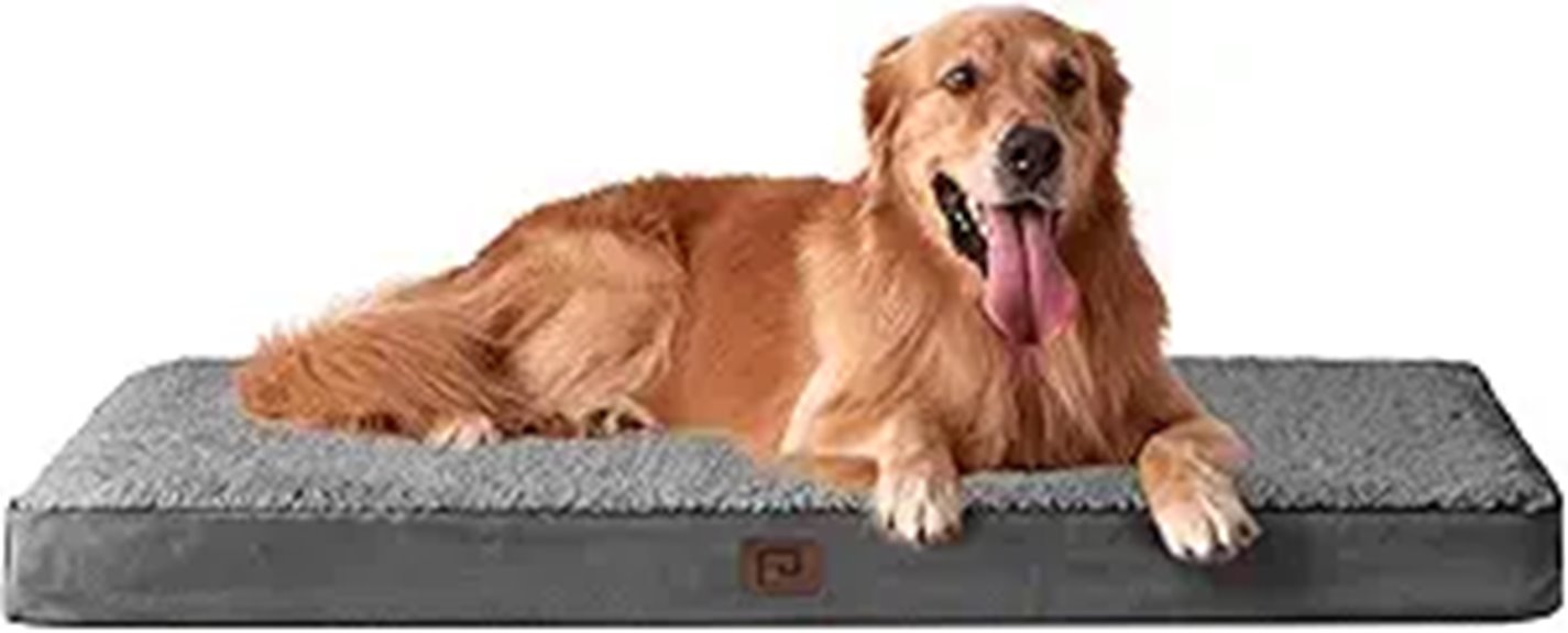xl orthopedic dog bed