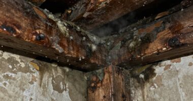 rain triggers crawlspace mold