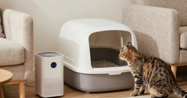 remove litter odor effectively