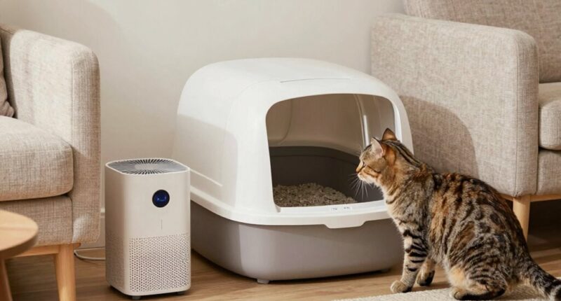 remove litter odor effectively
