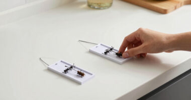 7 Best Pantry Moth Traps in 2026