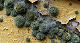 different responses for spores