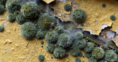 different responses for spores