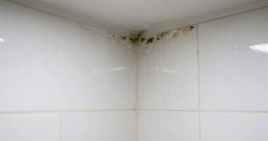 excess moisture causes mustiness