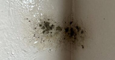 humidity monitoring prevents mold