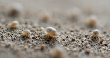 indoor allergen confusion