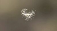 small pet dander particles