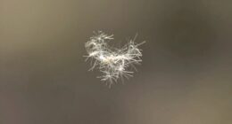 small pet dander particles