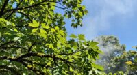 understanding ozone buyer concerns