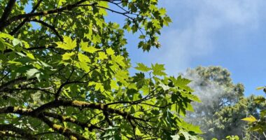understanding ozone buyer concerns