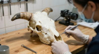 The Cow’s Horn Was Literally Growing Into Its Skull