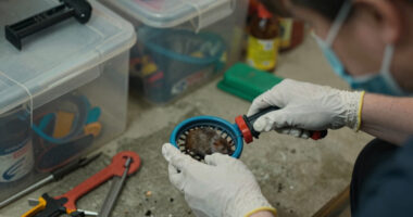 We’re asking the wrong question about the hantavirus outbreak