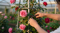 11 Best Climbing Rose Plants in 2026