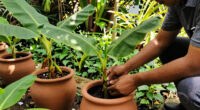 Bananas Sprout In Rayleigh Garden UK After 15 Years