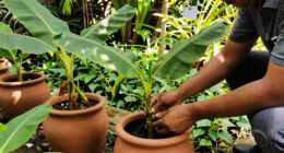 Bananas Sprout In Rayleigh Garden UK After 15 Years