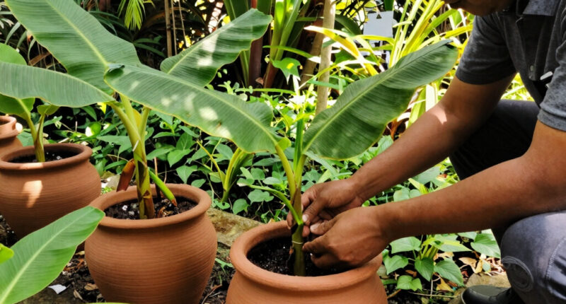 Bananas Sprout In Rayleigh Garden UK After 15 Years