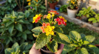 Is Your Garden Basically A Frying Pan? These 6 Drought-Tolerant Blooms Stay Lush All Summer
