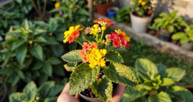 Is Your Garden Basically A Frying Pan? These 6 Drought-Tolerant Blooms Stay Lush All Summer