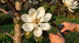 Magnolias Are So Old That They're Pollinated By Beetles, Not Bees