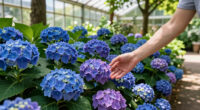 The World’s First Groundcover Hydrangea Is Here, And Everyone Wants This Color-Changing Carpet Of Fabulous Flowers