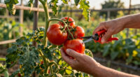 What To Do With Tomatoes In July To Keep The Harvests Coming – 6 Vital Tasks For More Fruit And Fewer Problems