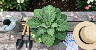 Every Garden Needs One Plant That Makes A Border Look Expensive – These 6 Add Wow Factor With Almost No Effort
