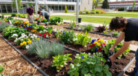 Medicine Wheel Garden Algonquin College Surges In Global Coverage