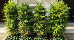 These 5 Fast-Growing Plants Hide AC Units Beautifully And Reduce Sound – Without Blocking Airflow