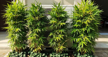 These 5 Fast-Growing Plants Hide AC Units Beautifully And Reduce Sound – Without Blocking Airflow