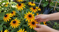 These 5 Tough Flowers Bounce Back Beautifully After Summer Heat Stress