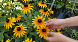 These 5 Tough Flowers Bounce Back Beautifully After Summer Heat Stress