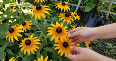 These 5 Tough Flowers Bounce Back Beautifully After Summer Heat Stress