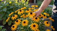 These Black-Eyed Susan Varieties Flower Even Longer Than Goldsturm For Bonny Blooms All Through Fall