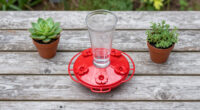 This $20 Garden Item Will Help Hummingbirds Survive The Great Migration