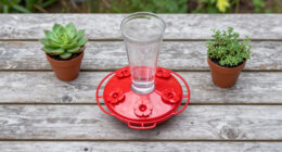 This $20 Garden Item Will Help Hummingbirds Survive The Great Migration