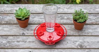 This $20 Garden Item Will Help Hummingbirds Survive The Great Migration
