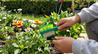 This 5 Minute Garden Job With A $4 Dog Comb In August Saves Me Hours Of Weeding In Spring