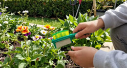 This 5 Minute Garden Job With A $4 Dog Comb In August Saves Me Hours Of Weeding In Spring