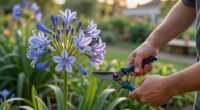 What To Do With Agapanthus In August – 3 Easy Care Tips For Longer-Lasting Blooms This Year And Healthier Plants Next Year