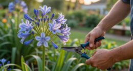 What To Do With Agapanthus In August – 3 Easy Care Tips For Longer-Lasting Blooms This Year And Healthier Plants Next Year