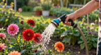 What Your Dahlias Need In August – 5 Easy Wins For Massive Blooms That Keep Dazzling Until First Frost