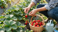 What Your Strawberries Need In August – 5 Quick Tasks For Bonus Fruit And Free New Plants