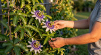 Why I Let My Passionflower Take Over My Fence (And It's Not Just Because It Looks So Good)