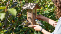 Birds Ignoring Your New Feeder? Try These 7 Simple Fixes To Tempt Them In