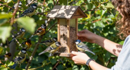 Birds Ignoring Your New Feeder? Try These 7 Simple Fixes To Tempt Them In