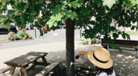 Cairo Governorate Denies Tree Removal On Mustafa Hafez Street