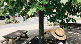 Cairo Governorate Denies Tree Removal On Mustafa Hafez Street
